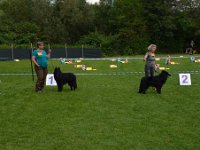 Zuchtgruppe von Canis Lupus Pallipes